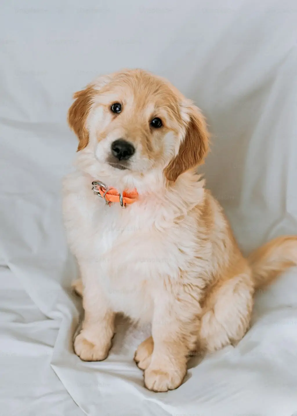 puppy pictured for pet-friendly dc apartments